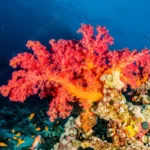 Coral reefs - Credit: pngtree.com