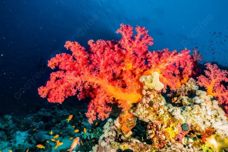 Coral reefs - Credit: pngtree.com